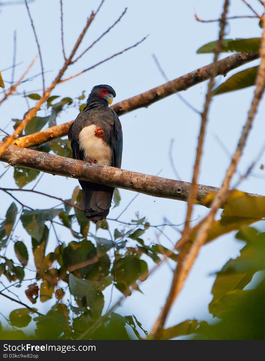 This Red-throated Caracara (Ibycter americanus) feeds mainly on insects an invertebrates unlikely to other species of Caracaras. This Red-throated Caracara (Ibycter americanus) feeds mainly on insects an invertebrates unlikely to other species of Caracaras.