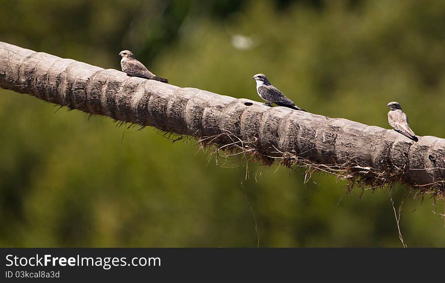 Three Sand-colored Nighthawks