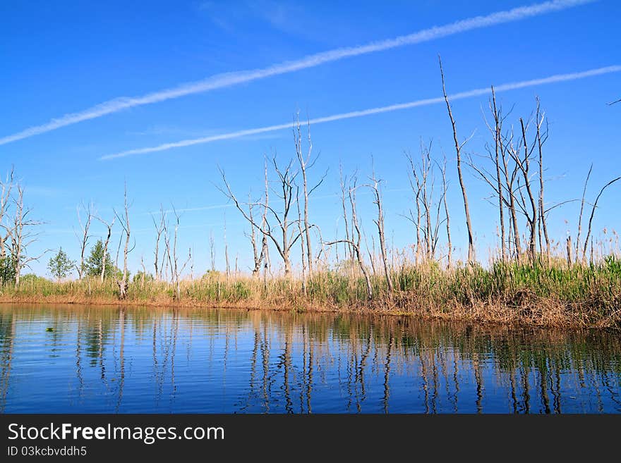 Dry tree on coast river