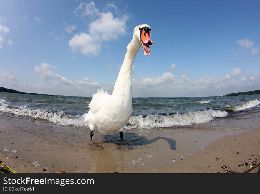 Swan attack