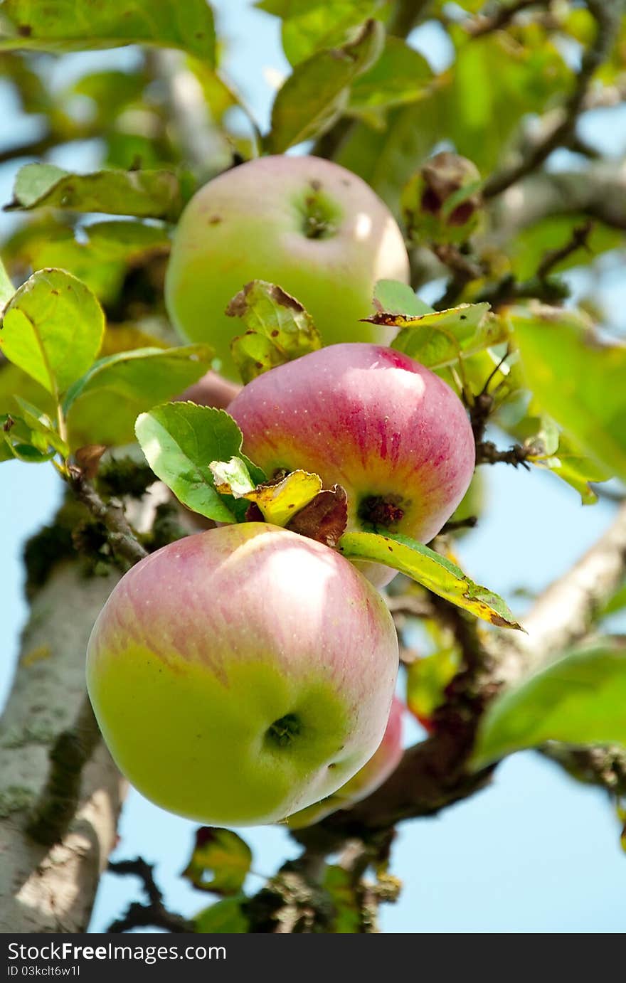 Three Pink Apples on the tree