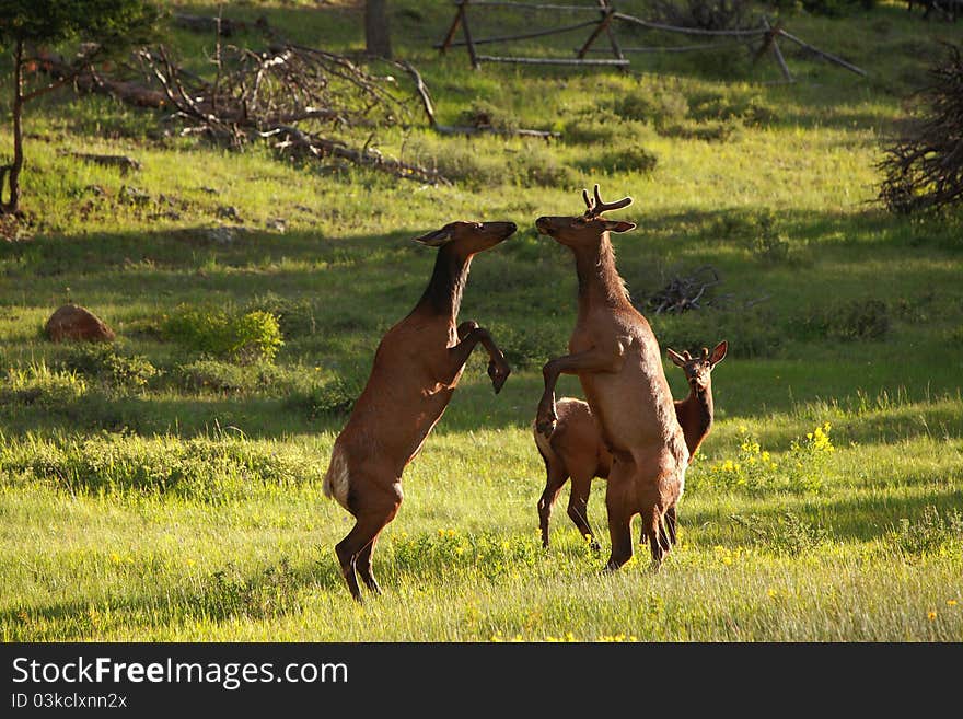 Young Elk