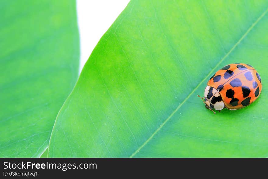 Close-up of ladybug on green leaf