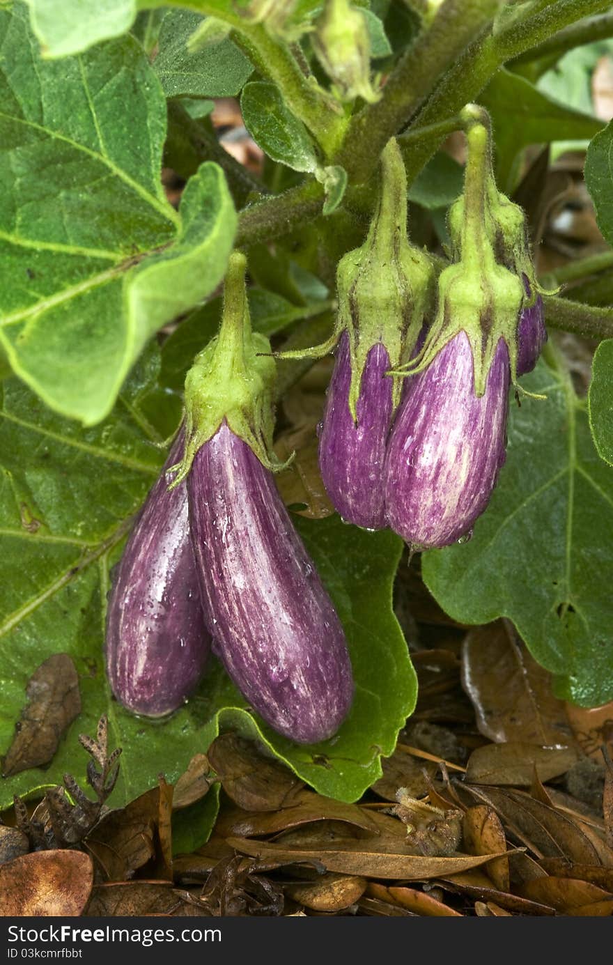 Fairy Tale Eggplant (Solanum melongena)