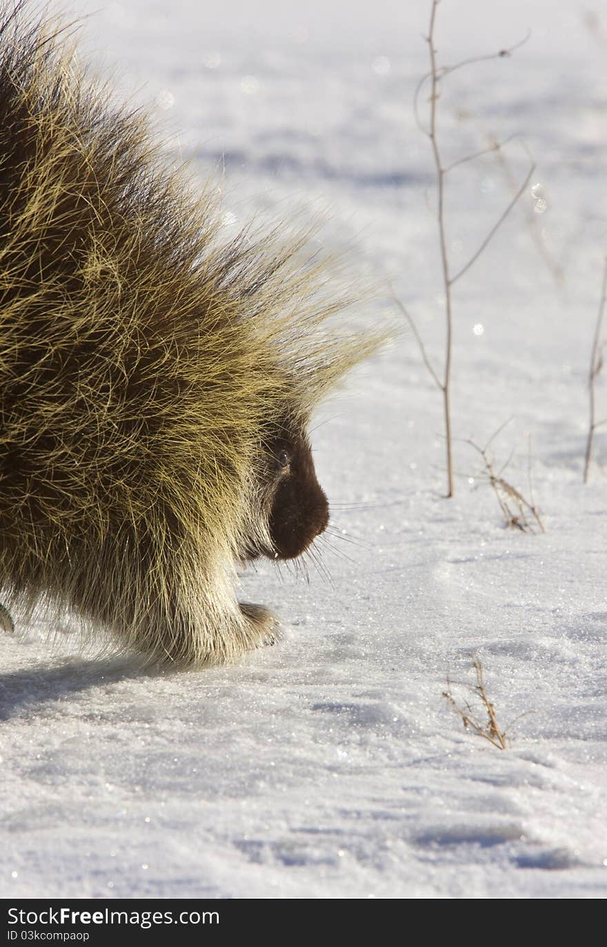 Porcupine in winter