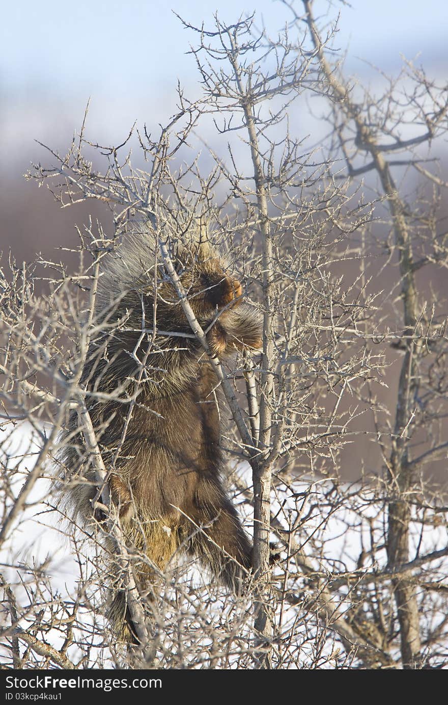 Porcupine in winter