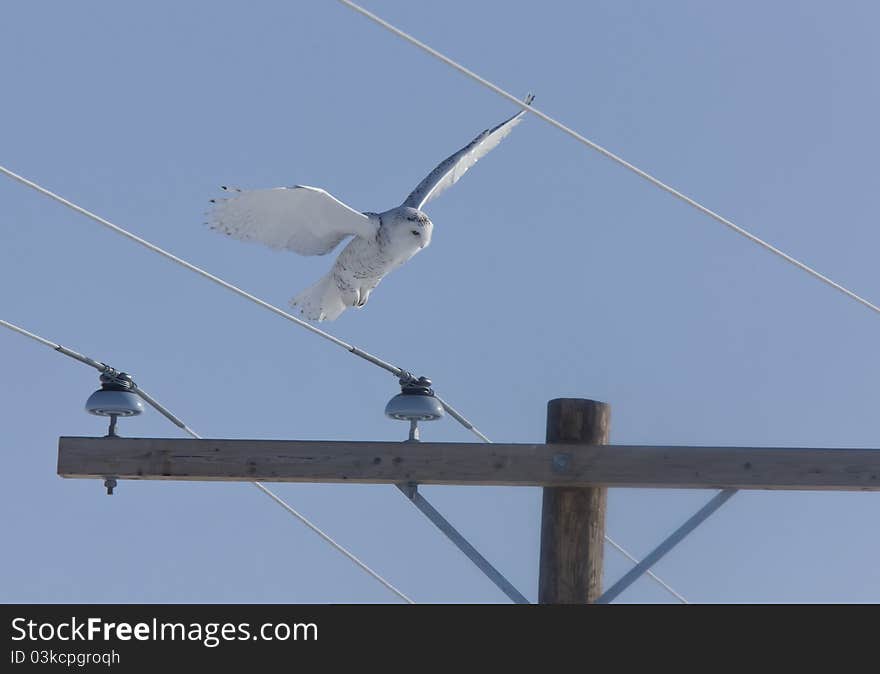 Snowy Owl