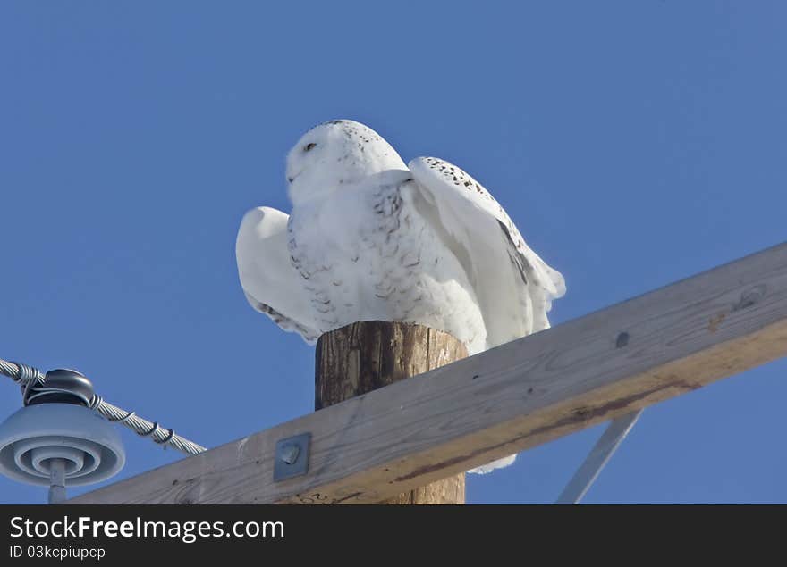 Snowy Owl