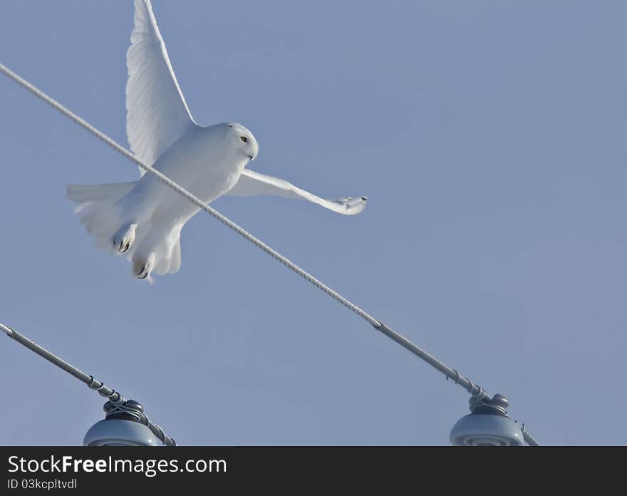 Snowy Owl