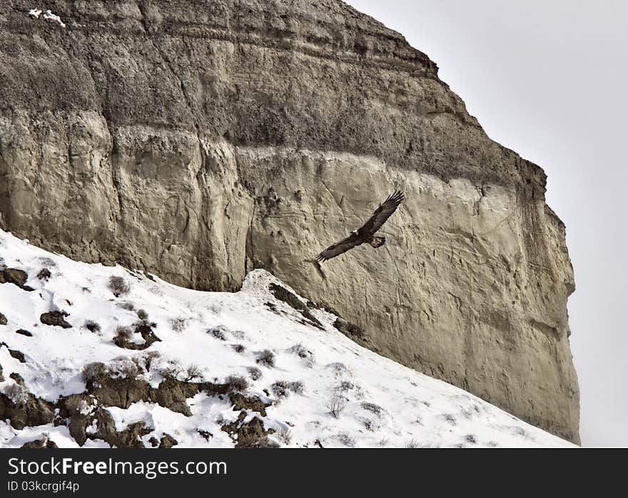 Saskatchewan Badlands Big Muddy Valley in Winter with Golden Eagle in Flight