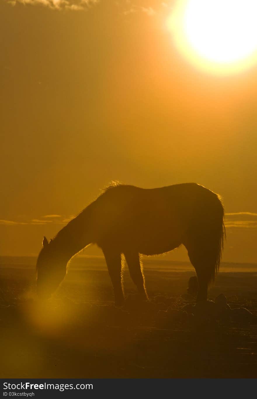 Horse at Sunset