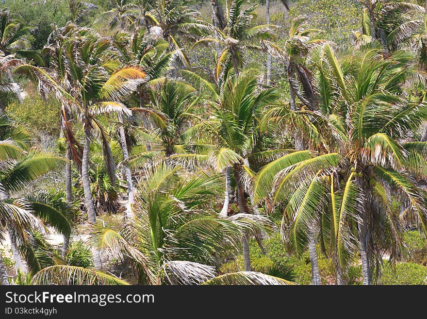 Palms at Isla Contoy near to Cancun in Yucatan, Mexico