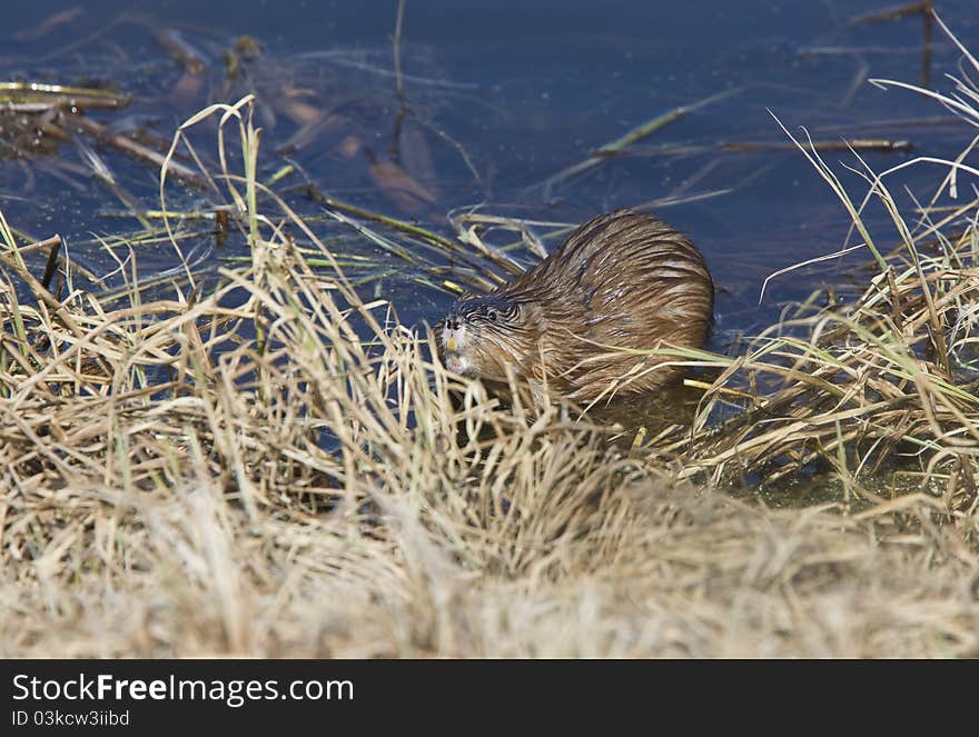 Muskrat on shore