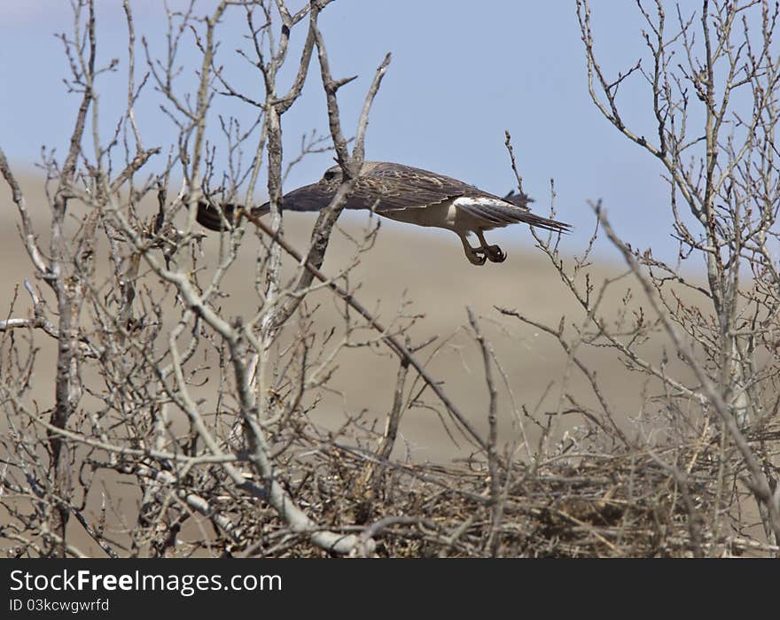 Swainson Hawk in flight leaving nest