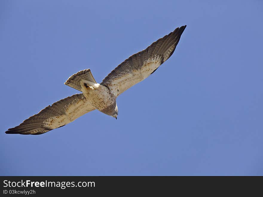 Swainson Hawk in flight with under belly Canada