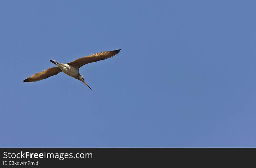 Godwit in flight