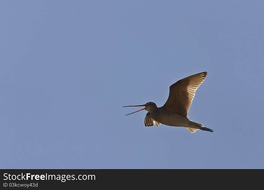 Godwit In Flight