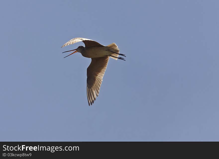 Godwit in flight