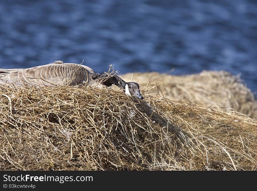 Canada Goose in Nest