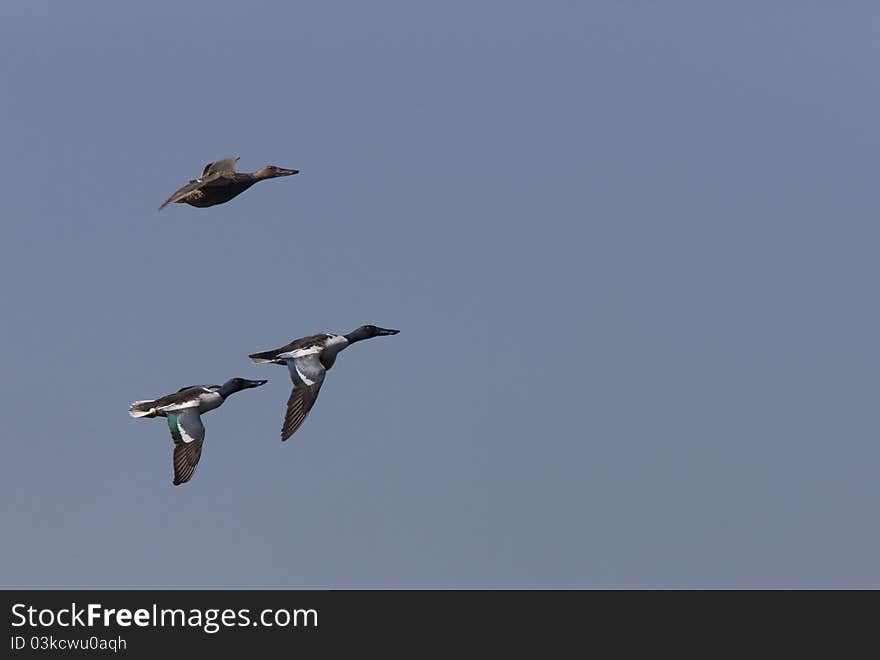 Ducks In Flight