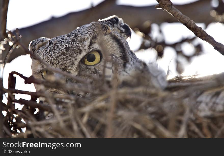 Great horned owl in nest with stare in Saskatchewan