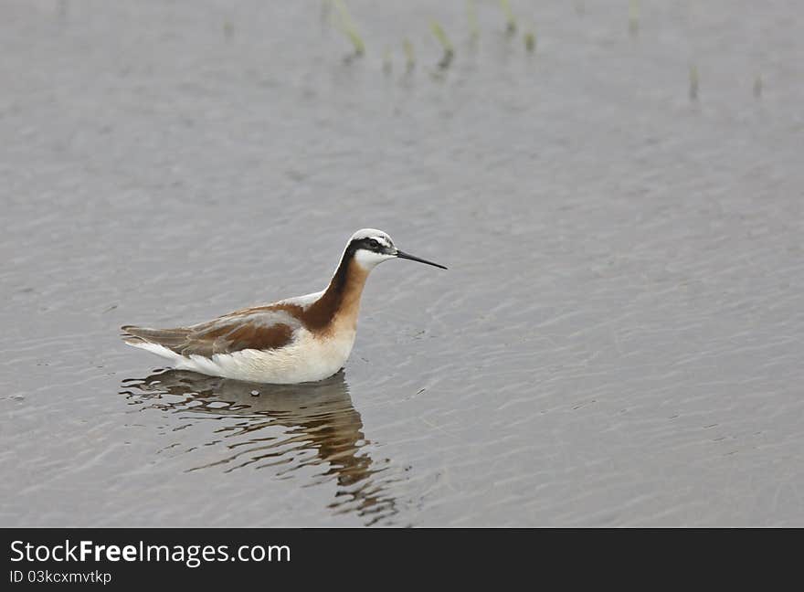 Phalarope Bird in a Saskatchewan Pond Canada