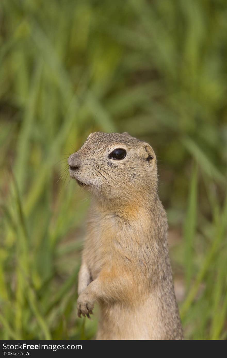 Richardson ground squirrel standing on alert Canada