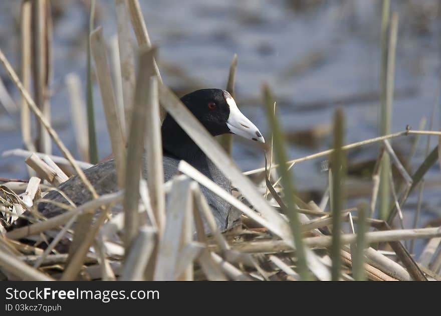 Coot in water