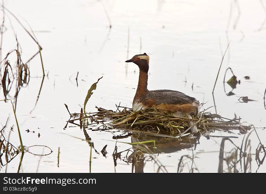 Horned Grebe