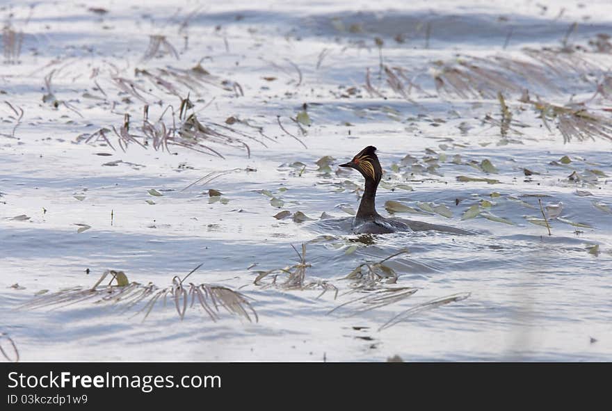 Eared Grebe in spring near nest Canada