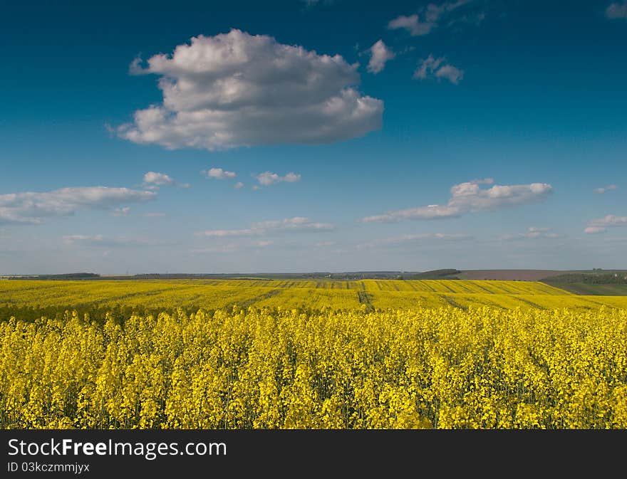 Bright yellow fields of against a background of blue sky. Bright yellow fields of against a background of blue sky