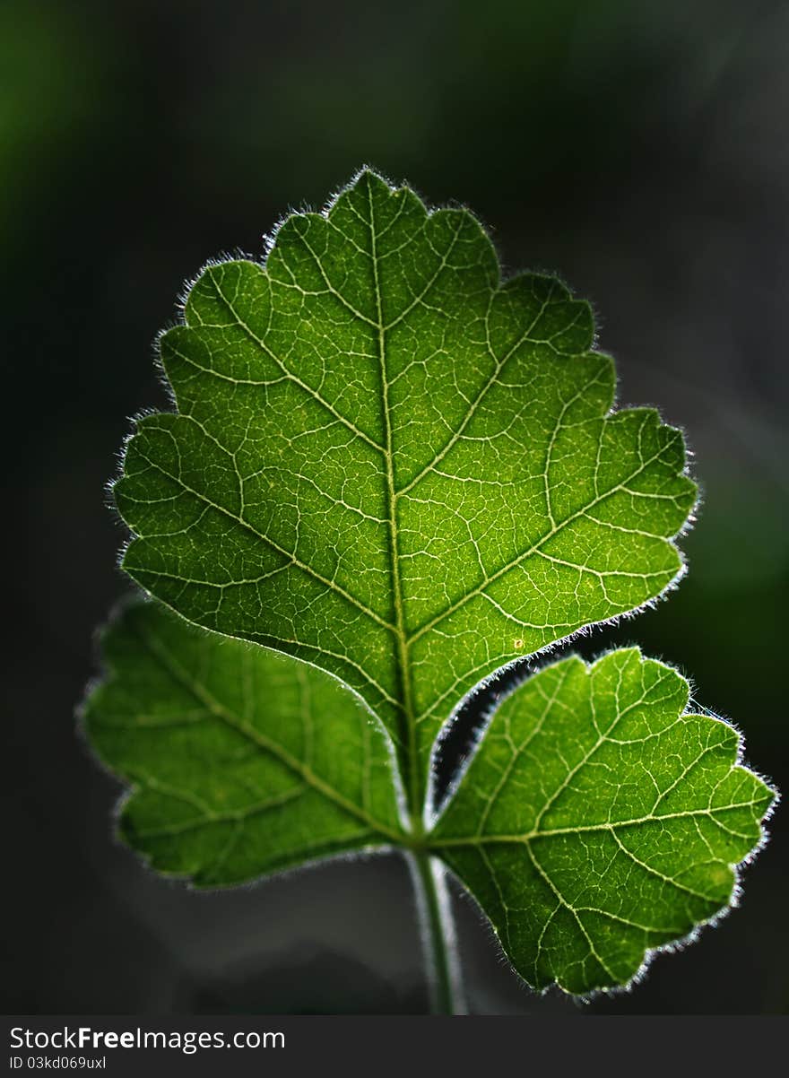 Three young oak leaves backlit by the beautiful sun. Three young oak leaves backlit by the beautiful sun