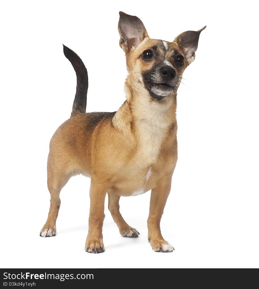 Toy terrier