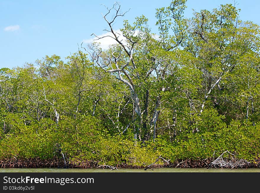 Mangroves and trees on canal