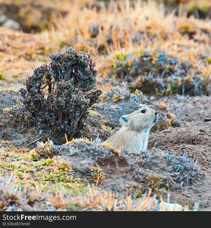 In the highlands pasture life marmots