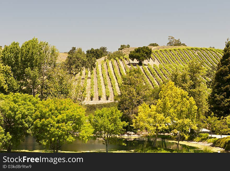 California vineyard