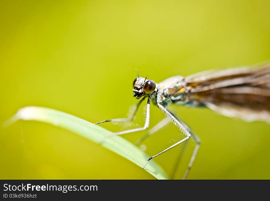 Damselfly Calopteryx Virgo Closeup