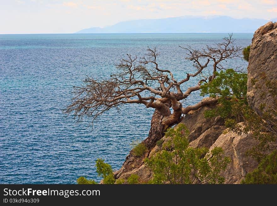 The tree on the rock