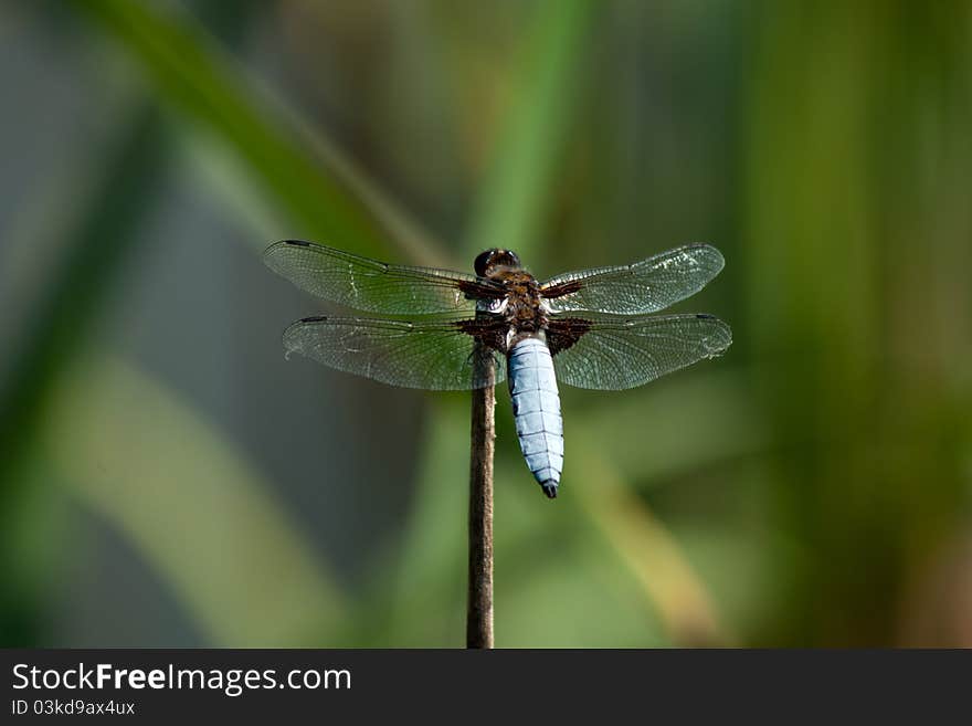 Dragonfly Libellula Depressa