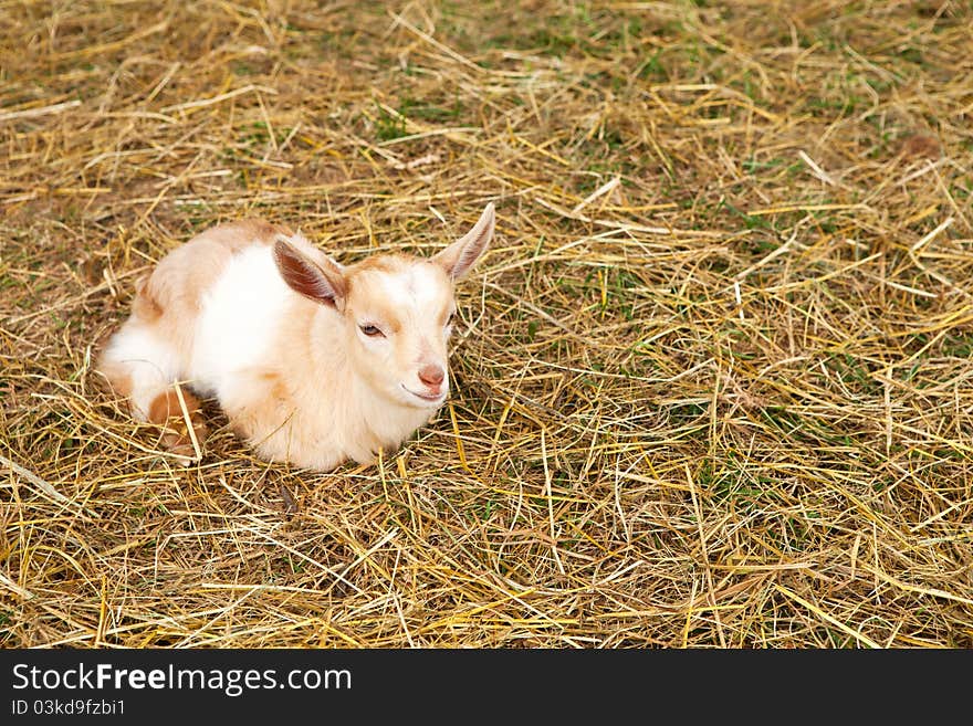 Kid goat photographed in straw at local farm. Kid goat photographed in straw at local farm