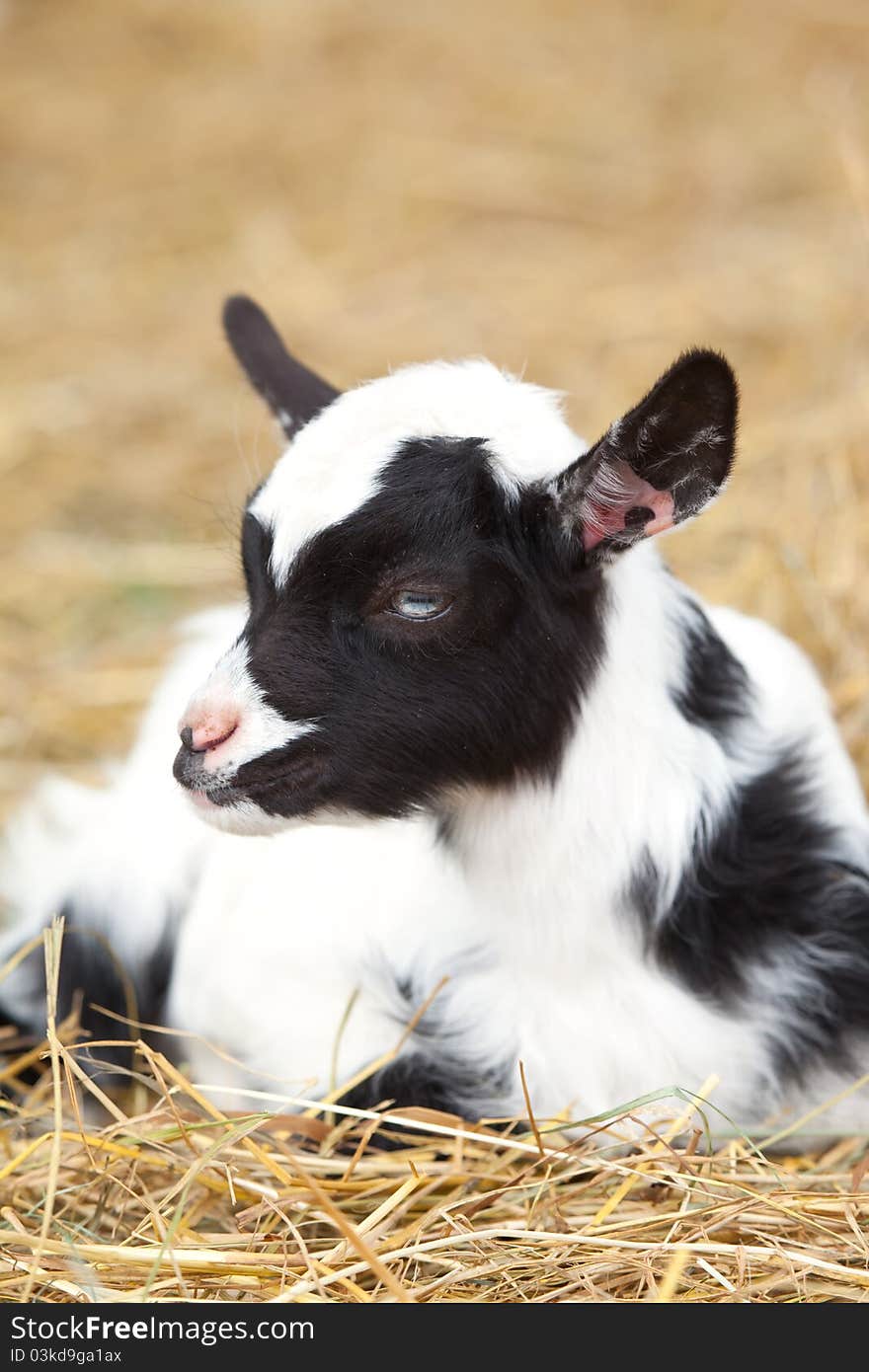 Kid goat photographed in straw at local farm. Kid goat photographed in straw at local farm