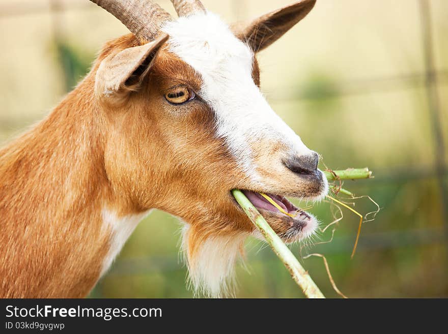 Nanny goat photographed while chewing weeds at local farm. Nanny goat photographed while chewing weeds at local farm