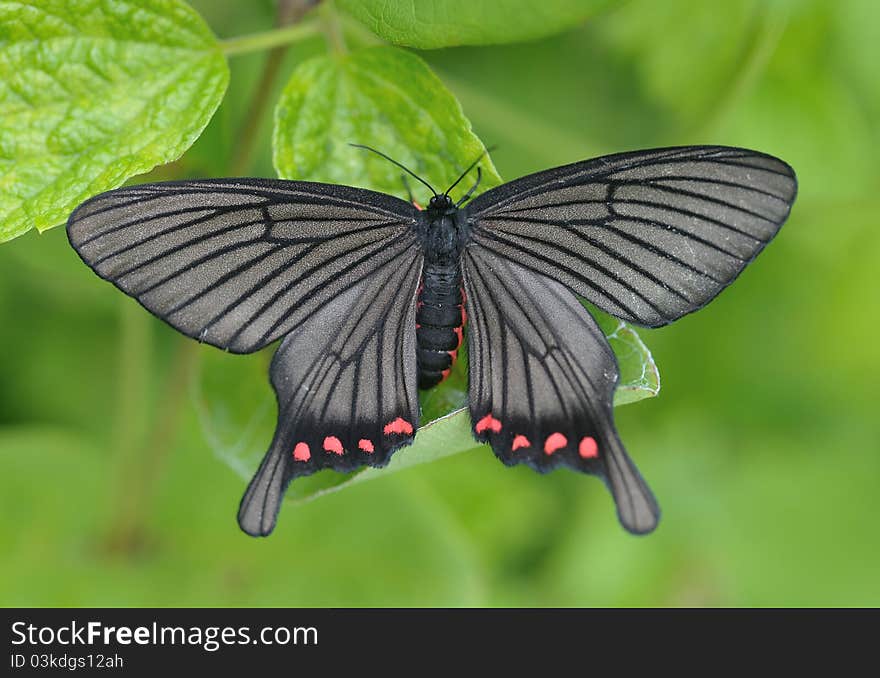 In June, photographs the Chinese Zhejiang Province, the elevation 750 meters. Takes the form of the swallowtail, the latter wing has a processus caudatus to get up, looks like the streamer, the body wing black, has, the white streak red, is very beautiful. The beak is developed, the lower jaw must be small, antenna double ctenoid. When the prosopon receives the disturbance, behind the forehead can secrete one kind of decadent mucilage, protects as a means. In June, photographs the Chinese Zhejiang Province, the elevation 750 meters. Takes the form of the swallowtail, the latter wing has a processus caudatus to get up, looks like the streamer, the body wing black, has, the white streak red, is very beautiful. The beak is developed, the lower jaw must be small, antenna double ctenoid. When the prosopon receives the disturbance, behind the forehead can secrete one kind of decadent mucilage, protects as a means.