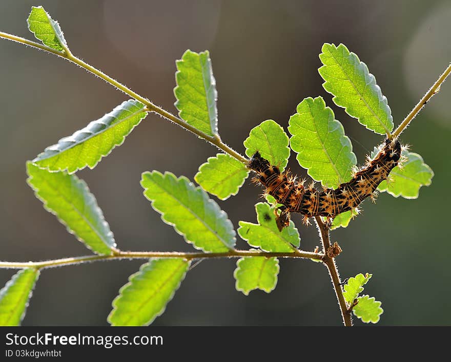 Larva butterfly