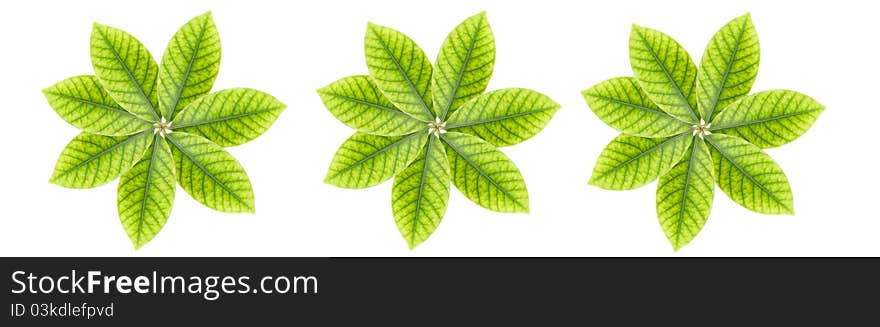 Leaves on a white background