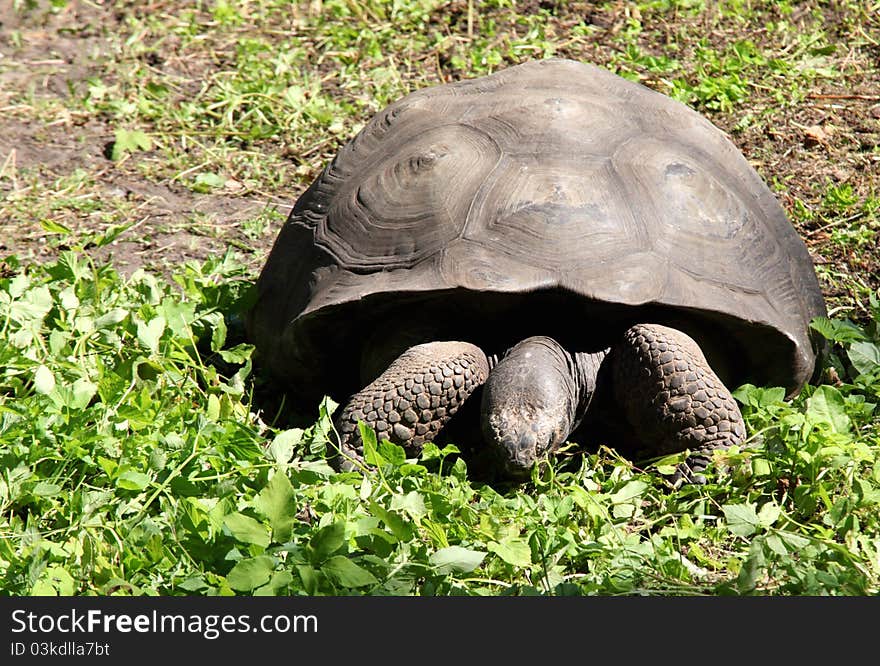 A giant turtle eating grass in zoo