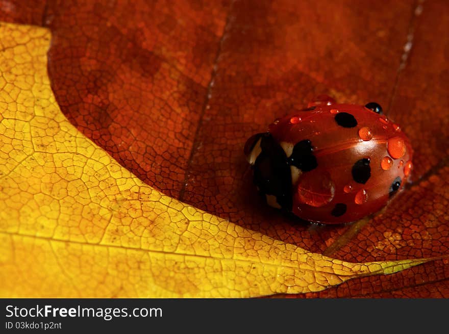 Sitting ladybird on coloured leafs.