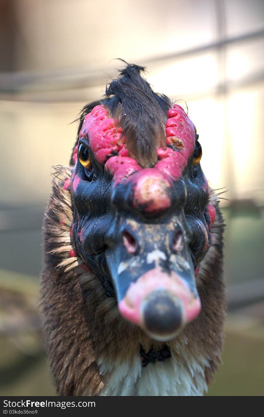 Close up shot of an adult Muscovy Duck head