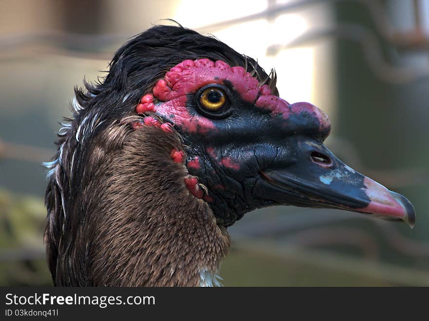 Close up shot of an adult Muscovy Duck head from the side