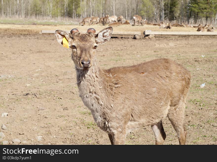 Young Deer